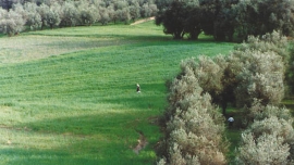 RITORNO A CASA - Abbas Kiarostami