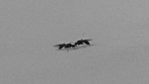 Il monte delle formiche (Roberto Palladino)
